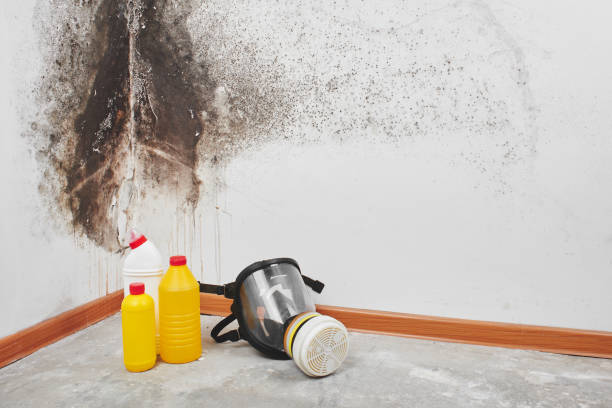 Best Affordable Mold Removal  in Culver, IN