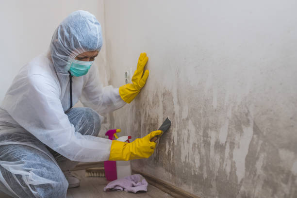 Best Attic Mold Removal  in Culver, IN