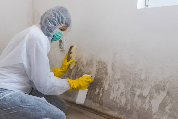 Best Mold Cleaning Services  in Culver, IN