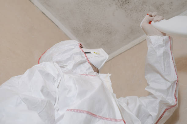 Best Home Mold Removal  in Culver, IN